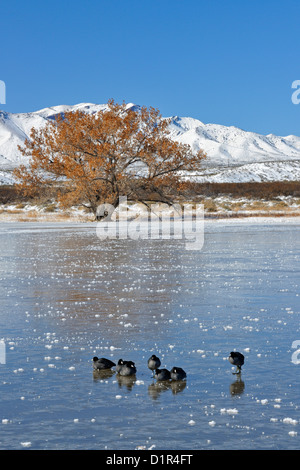 Amerikanische Blässhuhn (Fulica Americana) Loafing auf gefrorenen Teich, Bosque Del Apache National Wildlife Refuge, New Mexico, USA Stockfoto