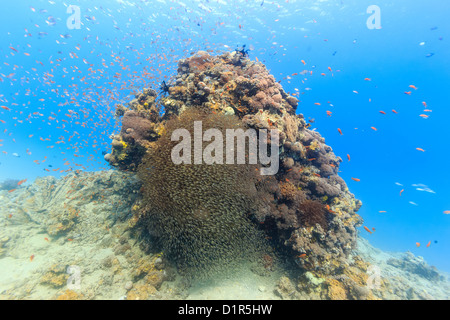 Verschiedene Arten von tropischen Fischen gruppieren sich um einen Korallen Höhepunkt im seichten Wasser Stockfoto