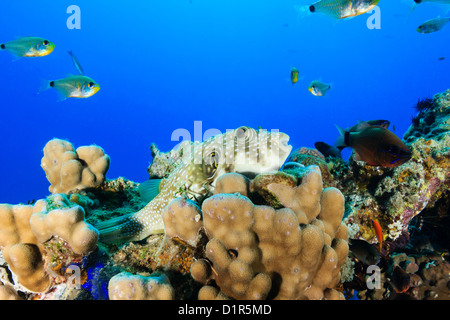 Ein weiß gefleckte Kugelfisch auf Steinkorallen auf einem tropischen Riff Stockfoto