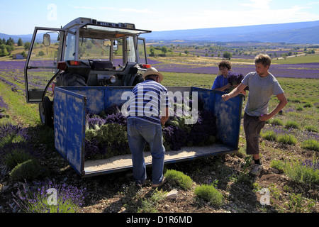 Manuelle Erfassung von Lavendelblüten in Drome, Provence, Frankreich Stockfoto