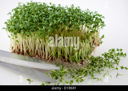 Frische Kresse wird mit einer Schere geschnitten. Stockfoto