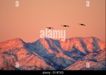 Sandhill Crane (Grus canadensis) Schafe fliegen Vergangenheit Ladron Peak in der Morgendämmerung, Ladd S Gordon Management Area, Bernardo, New Mexico, USA Stockfoto