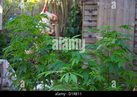 Cannabis-Pflanzen, Marihuana, Anbau in Töpfen im Hinterhof Stockfoto