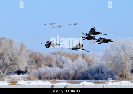 Sandhill Crane (Grus canadensis) im Flug über Winter Futterstellen, Bosque Del Apache National Wildlife Refuge, New Mexico, USA Stockfoto