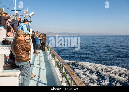 Whale-watching vor der Küste Newport Beach, Kalifornien. Stockfoto