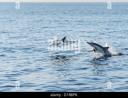 Whale-watching vor der Küste Newport Beach, Kalifornien. Stockfoto