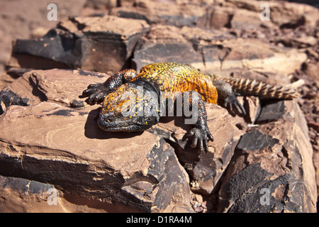 Marokko, Ain Saoun, weibliche Leguan. Stockfoto