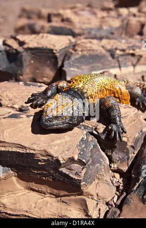 Marokko, Ain Saoun, weibliche Leguan. Stockfoto