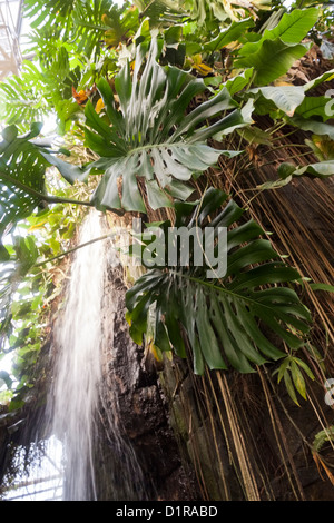 Künstlichen Wasserfall in der südamerikanischen Kuppel, Randers Regnskov Zoo, Randers, Dänemark Stockfoto