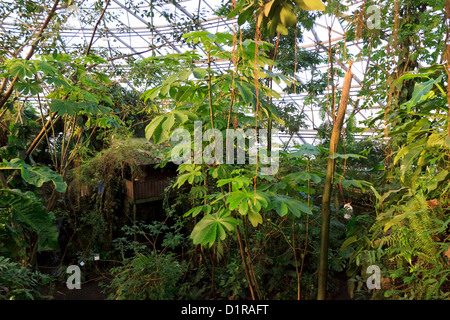 In der südamerikanischen Kuppel, Randers Regnskov Zoo, Randers, Dänemark Stockfoto