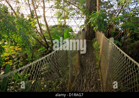 In der südamerikanischen Kuppel, Randers Regnskov Zoo, Randers, Dänemark Stockfoto