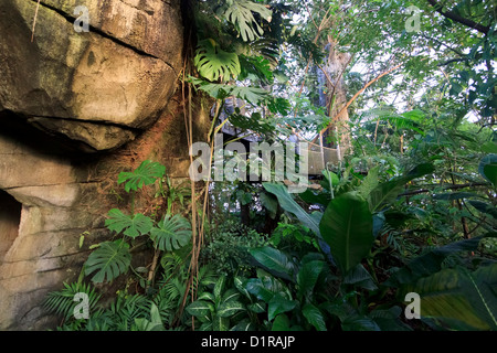 In Randers Regnskov Zoo, Randers, Dänemark Stockfoto