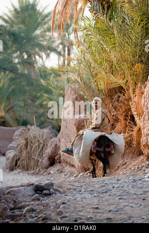 Marokko, in der Nähe von Zagora, Mann auf Esel in Oase. Stockfoto