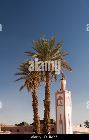 Marokko, Tamegroute, in der Nähe von Zagora, Minarett der Moschee und Palmen. Stockfoto