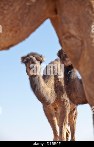 Marokko, Tamegroute, in der Nähe von Zagora, Baby Kamele. Stockfoto