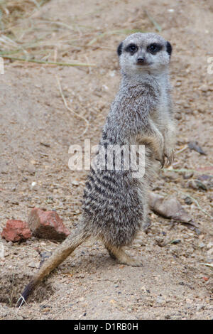 LONDON, VEREINIGTES KÖNIGREICH. 3. JANUAR 2013. Erdmännchen während der jährlichen Bestandsaufnahme ZSL London Zoo. Der Londoner Zoo in London. 3. Januar 2013. (Bildnachweis: PBI/Alamy Live-Nachrichten) Stockfoto