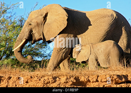 Wüstenelefanten im Damaraland, Namibia Stockfoto