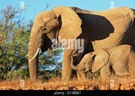 Wüstenelefanten im Damaraland, Namibia Stockfoto