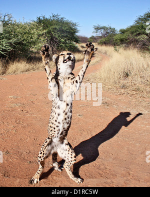 Ein Gepard schlägt eine ungewöhnliche pose Stockfoto