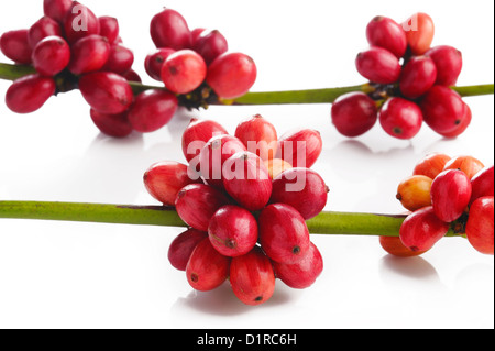 Kaffeebohnen auf weißem Hintergrund Stockfoto