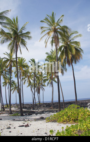 Kokosnuss-Palmen wachsen auf gemischten Sand und Lava-Strand, Puuhonua O Honaunau Ort der Zuflucht-Nationalpark, Hawaii Stockfoto