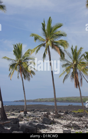 Kokosnuss-Palmen wachsen auf gemischten Sand und Lava-Strand, Puuhonua O Honaunau Ort der Zuflucht-Nationalpark, Hawaii Stockfoto