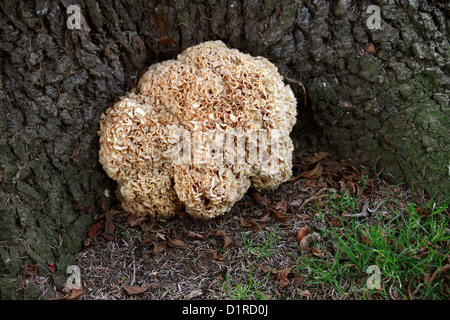 Blumenkohl-Pilz oder Holz Blumenkohl, Sparassis Crispa, Sparassidaceae. An der Basis ein Schotte Kiefer wächst. Stockfoto