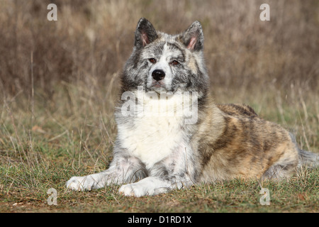 Akita Inu Hund / japanischen Akita Erwachsenen gestromt auf einer Wiese liegen Stockfoto