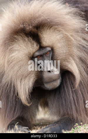 Gelada (Theropithecus Gelada), ♂ Männlich, Semien Berge, Äthiopien, kostenlos Stockfoto