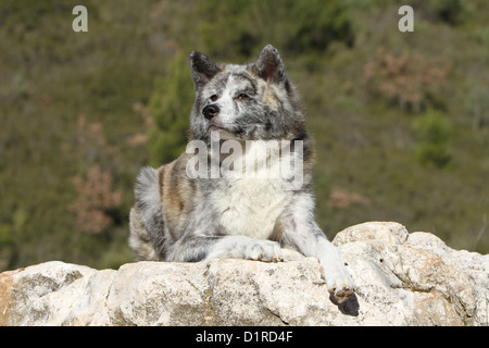 Akita Inu Hund / japanischen Akita Erwachsenen gestromt liegend auf einem Felsen Stockfoto