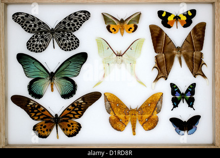 Eine Sammlung von tropischen Schmetterlingen und Motten in einer Vitrine. Stockfoto