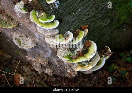 Klumpig Halterung Pilz Trametes Gibbosa, Polyporaceae. aka Pseudotrametes Gibbosa, Daedalea Gibbosa, Polyporus Gibbosus. Stockfoto