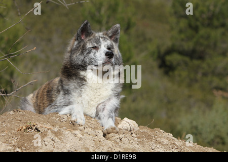 Akita Inu Hund / japanischen Akita Erwachsenen gestromt auf dem Boden liegend Stockfoto