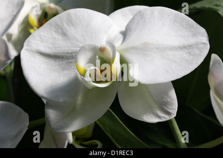 Weiße Motte Orchidee, Phalaenopsis Hybriden, Orchidaceae. Stockfoto