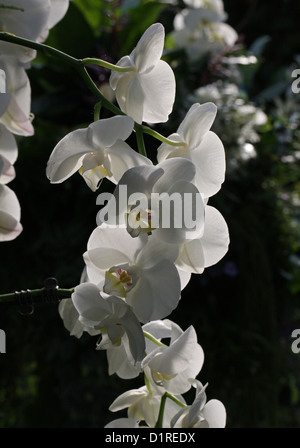 Weiße Motte Orchidee, Phalaenopsis Hybriden, Orchidaceae. Stockfoto