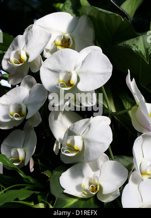 Weiße Motte Orchidee, Phalaenopsis Hybriden, Orchidaceae. Stockfoto