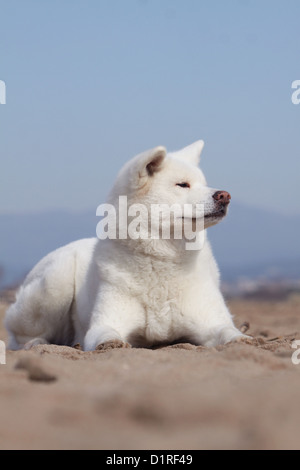 Akita Inu Hund / japanischen Akita Erwachsene weiß am Strand liegen Stockfoto