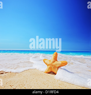 Ein Seestern am Strand mit klarem Himmel, gedreht mit einem Tilt-Shift-Objektiv Stockfoto