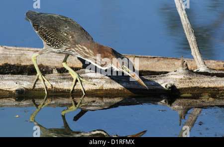 Jagd grün Heron (Butorides Virescens) Stockfoto