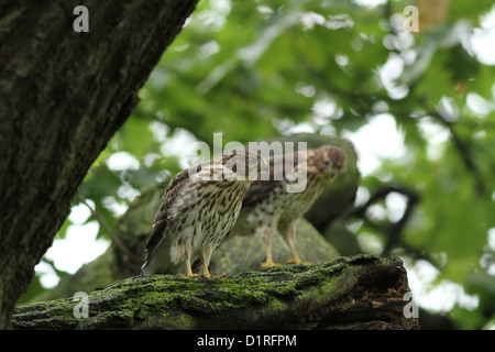 Jungfische Cooper Habichte (Accipiter Cooperii) im Wald Stockfoto