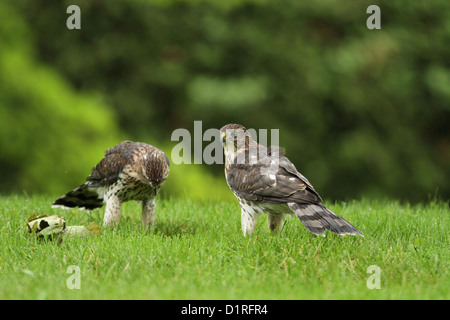 Jungfische Cooper Habichte (Accipiter Cooperii) im Wald Stockfoto