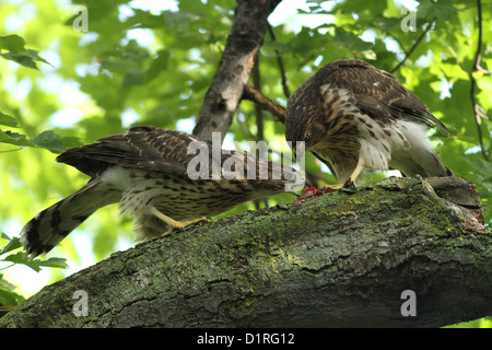 Jungfische Cooper Habichte (Accipiter Cooperii) teilen die Beute Stockfoto