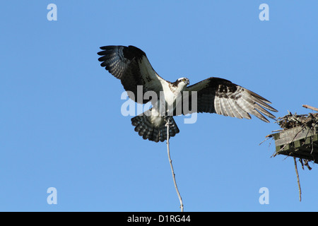 Fischadler (Pandion Haliaetus) beim Nest Bau. Altvogel Pflege eine große Filiale. Stockfoto