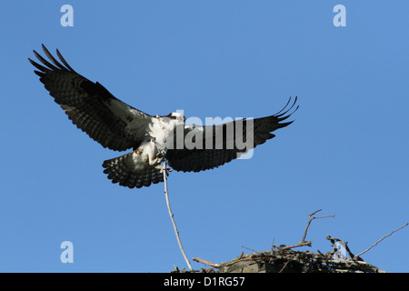 Fischadler (Pandion Haliaetus) beim Nest Bau. Altvogel Pflege eine große Filiale. Stockfoto