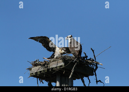 Fischadler (Pandion Haliaetus) Erwachsenen und Jugendlichen im Nest. Stockfoto