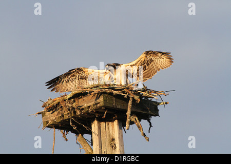 Juvenile Osprey im Nest (Pandion Haliaetus) Stockfoto