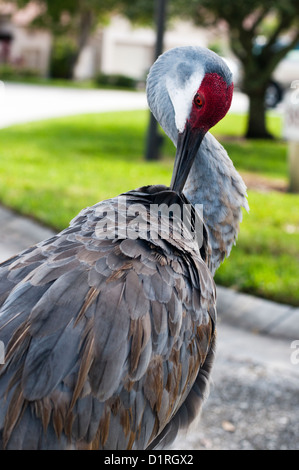 Florida Sandhill Kran in Wohngebiet Stockfoto