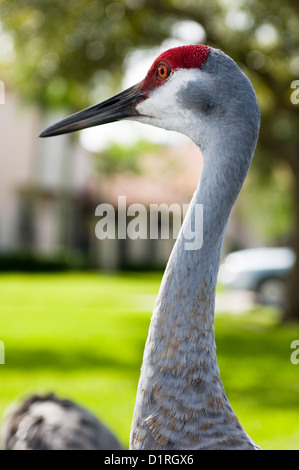 Florida Sandhill Kran in Wohngebiet Stockfoto