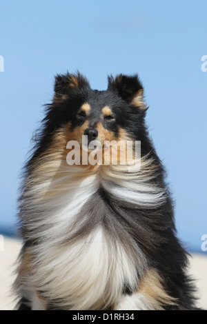 Shetland Sheepdog Hund / Sheltie Erwachsene (Tricolor) Porträt Stockfoto