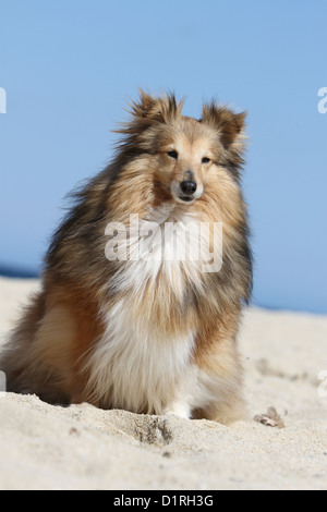 Shetland Sheepdog Hund / Sheltie Erwachsener (Zobel weiß) am Strand sitzen Stockfoto